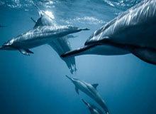 PG电子官方网站-陈戌源：中国足球泡沫太大 还不觉醒难道良心已死？